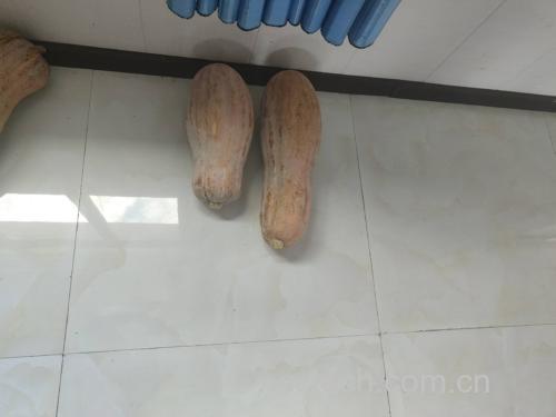 蜜本南瓜切块整齐摆放在盘中,旁边放置一小碗蜂蜜 蜜本南瓜切块与蜂蜜摆放图