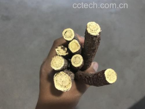 浙贝母切片显微图