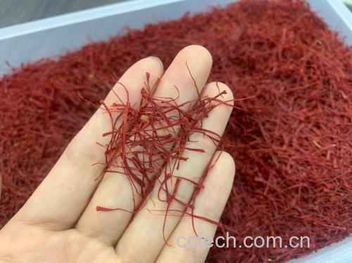 图片说明:新鲜采摘的藏贝母药材,呈现其自然形态,用于药用或炖汤食用 藏贝母药材图