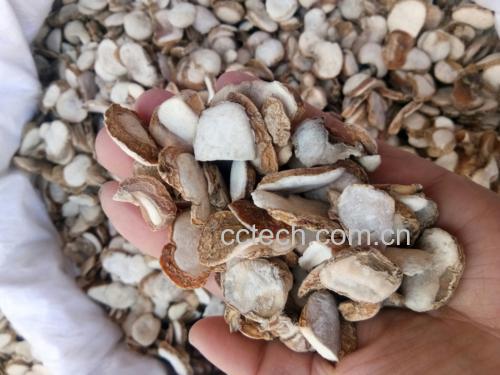 场景摄影:三甲医院中医呼吸科诊室,白大褂医师手持浙贝母饮片向中年患者讲解,背景为‘肺结节中医调护’科普展板,桌上摆放浙贝母、陈皮、杏仁等配伍药材,突出专业、可信、个体化指导氛围 中医师在诊室指导患者辨识浙贝母药材并解释适用体质