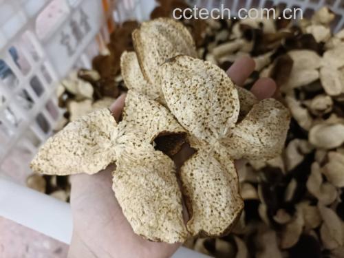 信息图表设计:以沃柑为视觉中心,向外延伸5条色块分支,分别标注‘维生素C 38.2mg’‘橙皮苷 112mg’‘β-隐黄质 85μg’‘果胶 3.2g’‘5-MTHF 28μg’,每项配简笔功效图标(如卵巢、皮肤、大脑等),数据来源标注‘中国食物成分表2019/《Food Chemistry》2021’ 沃柑营养成分可视化信息图:中心为沃柑剖面,放射状标注5大核心营养素数值及对应功效图标