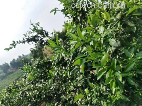 一片阳光充足的沃柑种植园,树木整齐排列,枝头挂满橙红色的沃柑果实,部分果实表面带有露珠反光,背景为青山环绕,农民正在树下进行采摘作业,体现生态种植环境 沃柑果园实景