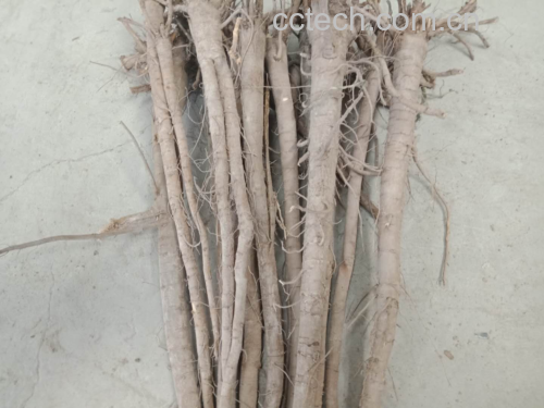 展示新鲜的鱼腥草根实物图,根部肥厚、白色略带红色,表面有细小须根 鱼腥草根特写图
