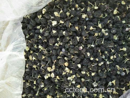 整株黑枸杞灌木,左侧开有淡紫色小花,右侧结出黑色浆果,根部扎根于戈壁砂石中,标注‘花期5-7月’‘果期8-10月’,体现其完整生长周期 黑枸杞植株全貌与花果对比图