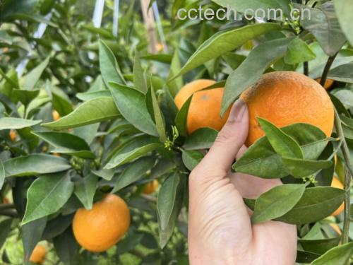 沃柑苹果蜂蜜汁成品图