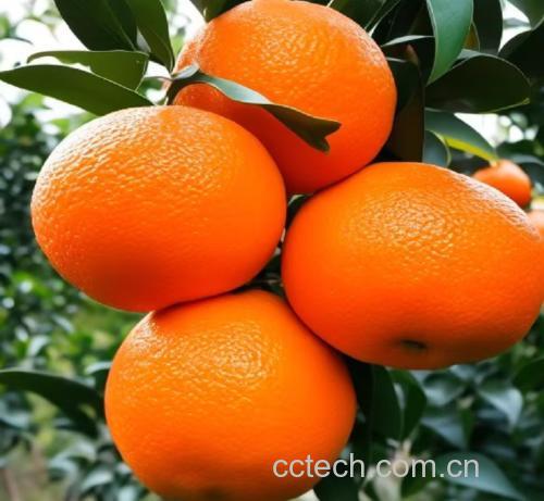 沃柑胡萝卜橙汁成品图