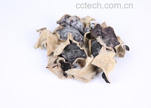 毛背木耳丝实物展示