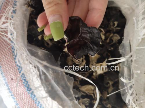 图表展示白背毛木耳的主要营养成分及其含量比例 白背毛木耳营养成分表