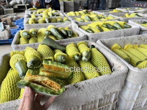 农贸市场中顾客正在挑选羊角蜜甜瓜,摊位上堆满新鲜上市的果实 羊角蜜甜瓜市场选购场景