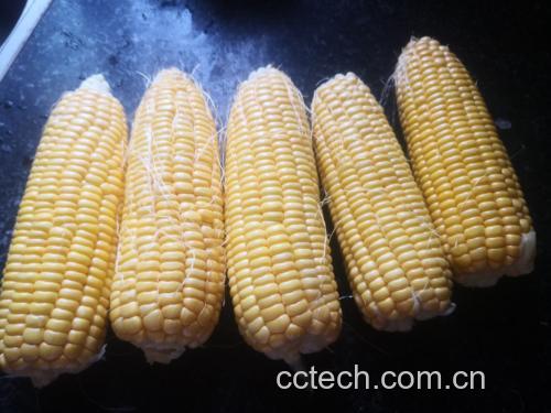锅中加入适量清水与调味料,开始煮甜玉米 煮玉米的锅中加入适量清水和调味料