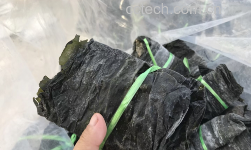 展示新鲜优质的干海带原料 干海带食材图