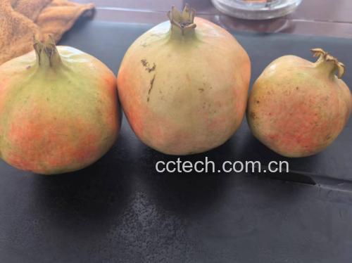 展示三种不同大小的突尼斯软籽石榴,从左到右分别为小、中、大 突尼斯软籽石榴不同大小对比图