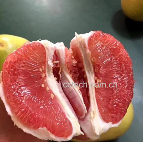 一颗新鲜的红心柚被切开,露出粉红色果肉,果汁丰富,背景为自然光线下的果园环境 红心柚特写