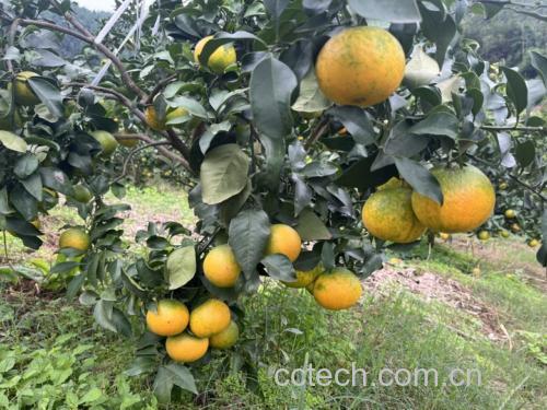 阳光下的爱媛橙果实,果皮金黄、光泽饱满 爱媛橙果实在阳光下