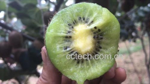 展示徐香猕猴桃的主要营养成分及其含量对比,突出维生素C、膳食纤维和抗氧化物质 徐香猕猴桃营养成分分析图表