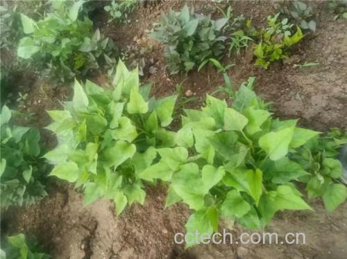 烟薯25号在田间成熟期的生长状态,叶片宽大,藤蔓匍匐,地下块根饱满 烟薯25号田间生长图