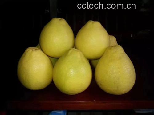 一颗新鲜的蜜柚果实,果皮呈淡黄色,切开后果肉饱满、晶莹剔透 蜜柚果实特写