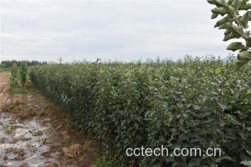 甘肃天水地区的花牛苹果种植基地航拍图,山地梯田上种植着成片的苹果树 甘肃花牛苹果产地航拍图