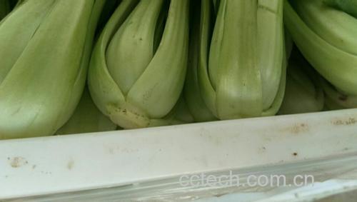 展示如何正确冷藏保存生菜的方法 生菜正确储存方式示意图
