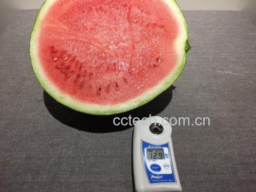 高清微距摄影:成熟西州蜜瓜纵切面,可见橙黄色果肉中心区域色泽更深、质地更细腻,边缘果肉呈浅橙色;图中插入数字温度计探针与手持折光仪正在测量中心果肉汁液,背景为标准白卡纸与°Bx刻度标尺,直观呈现16.3°Bx实测读数 西州蜜瓜横切展示糖度梯度分布