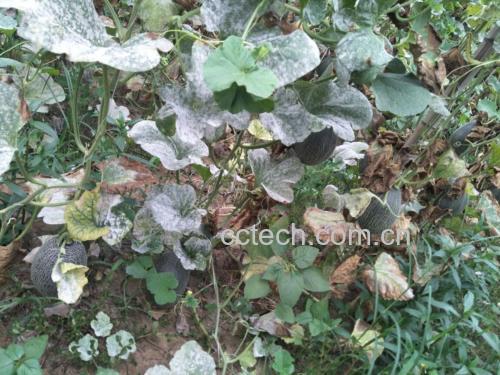 实验室实景:白色操作台上并排摆放三个西州蜜瓜横切样本,左侧为七成熟(果肉淡绿,折光仪读数13.2°Bx),中间为八成熟(橙黄果肉,16.3°Bx),右侧为过熟(果肉软烂,17.8°Bx但有轻微发酵气泡);背景可见HPLC糖组分分析仪屏幕显示三种样品中果糖/葡萄糖/蔗糖柱状图对比 西州蜜瓜不同成熟度甜度对比检测场景