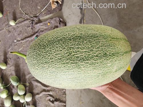 一张信息图展示西州蜜瓜主要营养成分比例,包括维生素C、β-胡萝卜素、钾、膳食纤维等指标 营养成分图表
