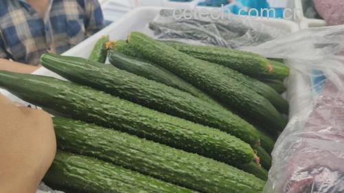 凉拌黄瓜香菜成品图,摆盘美观,调料均匀,适合用于食谱展示 凉拌黄瓜香菜成品图