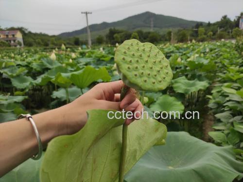 图片说明:赤莲子(左侧)与白莲子(右侧)实物对比图,展示其颜色和形态上的明显差异 赤莲子与白莲子对比图