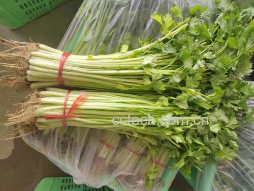 新鲜采摘的芹菜,整株展示,叶子与茎分明 芹菜新鲜采摘图