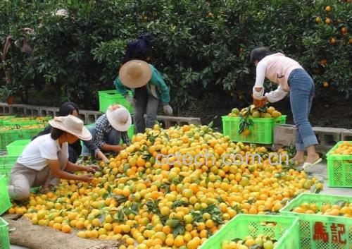 阳光下的冰糖橙果园,果农正在采摘成熟的果实 果园采摘现场