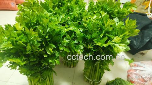 刚出锅的芹菜猪肉饺子,晶莹剔透,香气扑鼻 芹菜饺子成品图