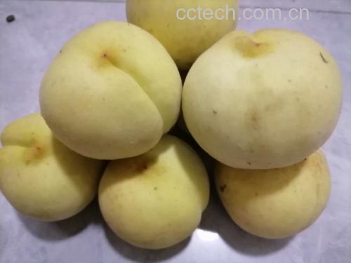 展示一个完整黄油桃的高清特写照片,背景为自然果园环境 黄油桃特写