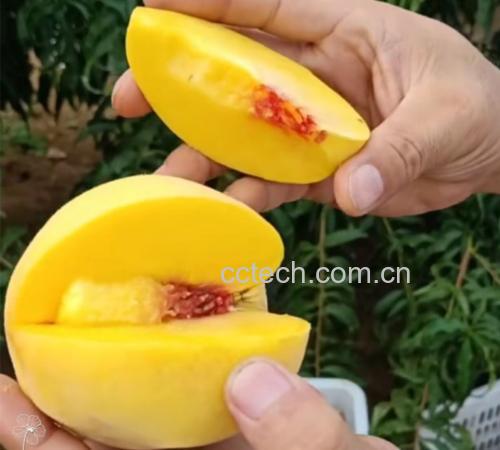 黄油桃切开后露出金黄色果肉,清晰可见果实结构 黄油桃切开展示果肉颜色