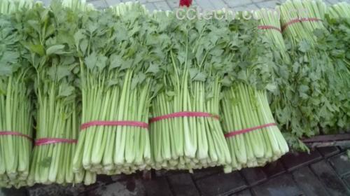 一盘刚出锅的香芹叶饺子,色泽翠绿,香气扑鼻 香芹叶饺子成品图