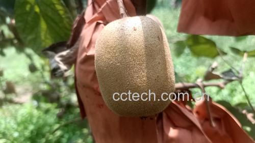 展示绿心猕猴桃与黄心猕猴桃的维生素C、类胡萝卜素、膳食纤维等营养成分对比表格 猕猴桃营养成分对比表