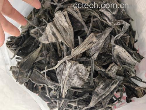 图片说明:左边为干海带,右边为鲜海带,两者在外观和质地上的明显差异 海带对比图