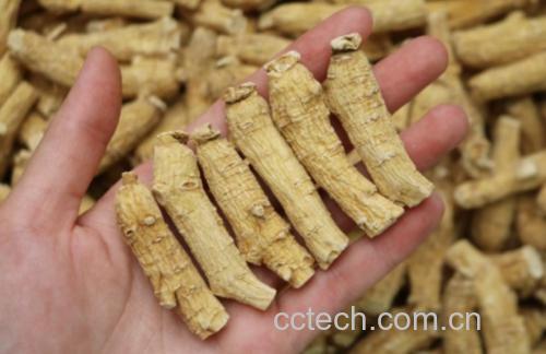 展示新鲜西洋参根部特写,表皮呈浅黄褐色,质地坚实 西洋参外观图