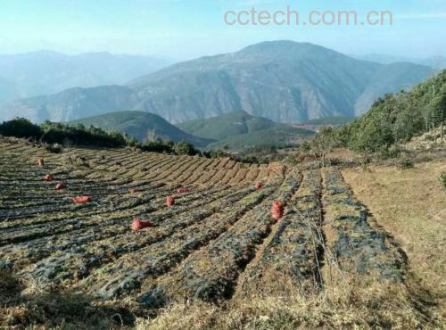 黑玛卡种植地航拍全景图