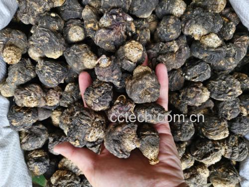 四组试管分别盛放黑玛卡粉在10℃、40℃、70℃、100℃蒸馏水中的浸提液(浸泡10分钟);可见100℃组出现明显棕褐色浑浊与絮状沉淀,HPLC检测证实为变性蛋白与重金属-多酚络合物析出 实验室中黑玛卡粉在不同温度水溶液中的颜色与沉淀变化对比图