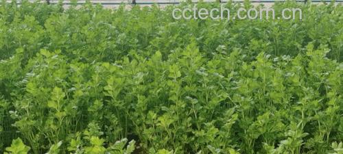 展示西芹与香芹的植株形态与叶子结构对比,清晰标明两者区别 西芹与香芹对比图