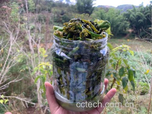 玻璃罐中盛满绿色意式香芹酱,背景为厨房操作台与橄榄油瓶 成品意式香芹酱装瓶展示