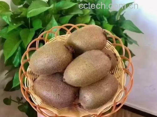 新鲜采摘的绿心猕猴桃摆放在竹篮中 新鲜采摘的绿心猕猴桃摆放在竹篮中