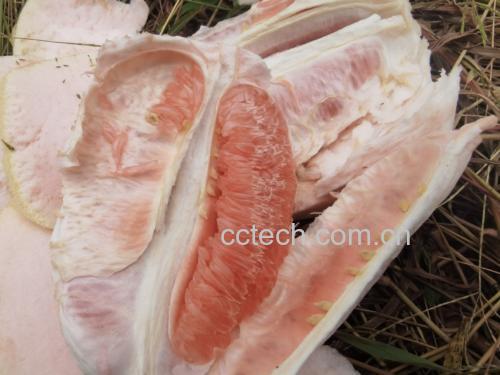 红心柚果实特写,展示其鲜艳的红色果肉和饱满的果粒 红心柚果实特写
