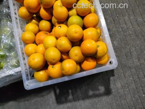 冰糖橙储存方式示意图