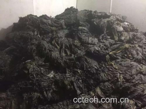 展示干海带的自然状态,颜色为深褐色,质地干燥 干海带的外观展示