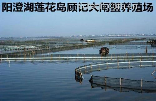 航拍视角下的阳澄湖大闸蟹生态养殖区,水面波光粼粼,围网清晰可见,远处有渔民划船作业,体现原产地纯净水质与可持续养殖模式 大闸蟹养殖水域航拍图