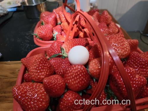 展示红颜草莓与章姬草莓的果肉质地与颜色差异,突出口感与营养的视觉表现 草莓切开果肉对比图