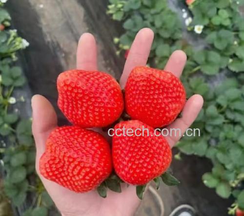 一张横向排列的四种草莓实物对比照片:左侧为红颜草莓,长圆锥形、鲜红色;中间为甜查理,圆形、深红色、果硬;右侧为白雪公主,白色果皮、黄色种子;最右为妙香七号,近圆形、深红有光泽。每个果实旁标注品种名称,并配有简要文字说明各自特点 红颜草莓与其他常见草莓品种对比图