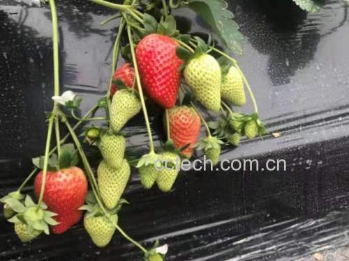 一株健康的红颜草莓植株,叶片翠绿有光泽,根系发达;果实呈圆锥形,表面鲜红色,带有光泽,顶部有绿色萼片,果肉为淡红色,切开后可见中心髓部颜色较浅,整体形态饱满匀称 红颜草莓植株与果实特写
