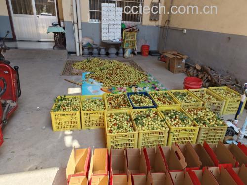 展示多种包装形式的脆枣产品,背景为干燥枣果和生产线 脆枣产品展示